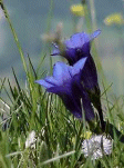 Alpenenzian