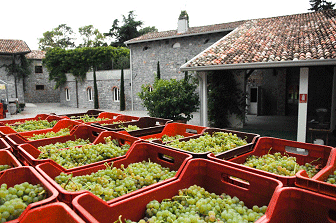 vendemmia_2008_malvasia
